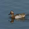 Garganey
